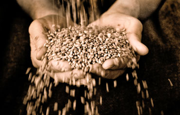 Getreide rieselt in zwei zur Schüssel gehaltenen Händen